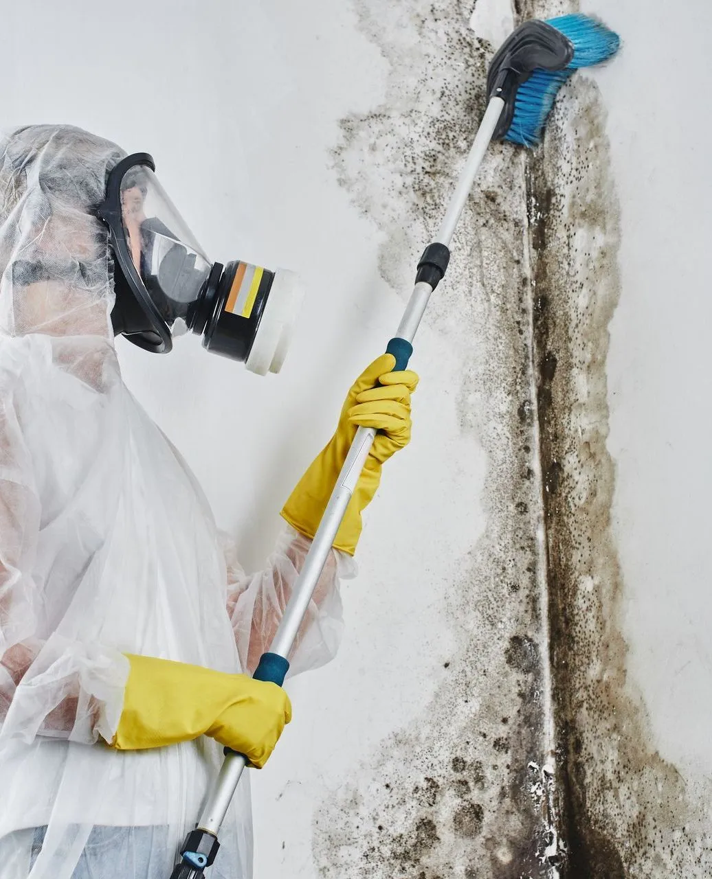 Mold Damage 101: Impact on Homes and Businesses